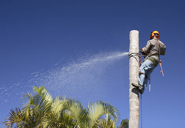 Best Tree Maintenance Programs  in Pleasant Hills, MD