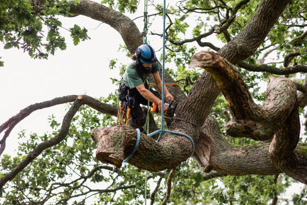 Best Palm Tree Trimming  in Pleasant Hills, MD