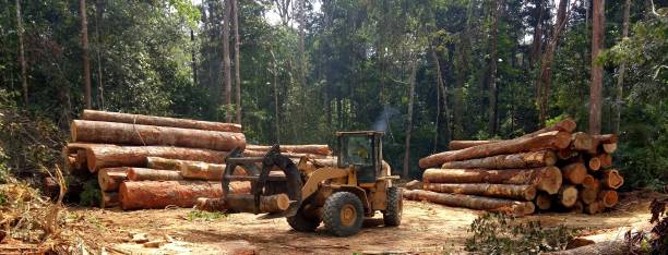Pleasant Hills, MD Tree Care Company