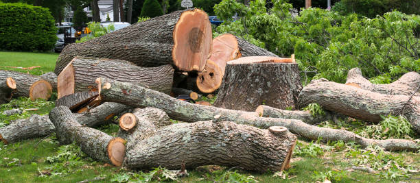 Best Firewood Processing and Delivery  in Pleasant Hills, MD