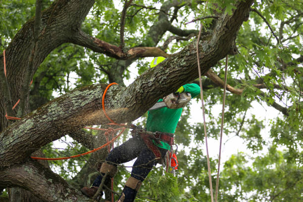 How Our Tree Care Process Works  in  Pleasant Hills, MD